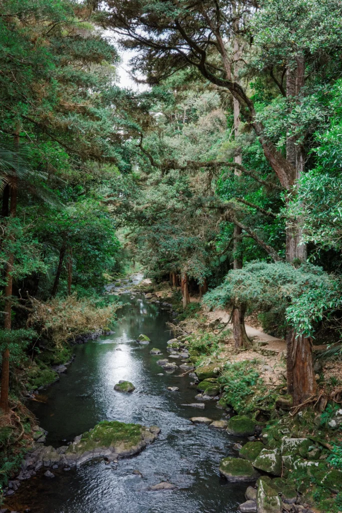 The emerging Hatea river at the foot of Whangārei Falls, New Zealand. Lush green forest surrounds with dark brown tree trunks.